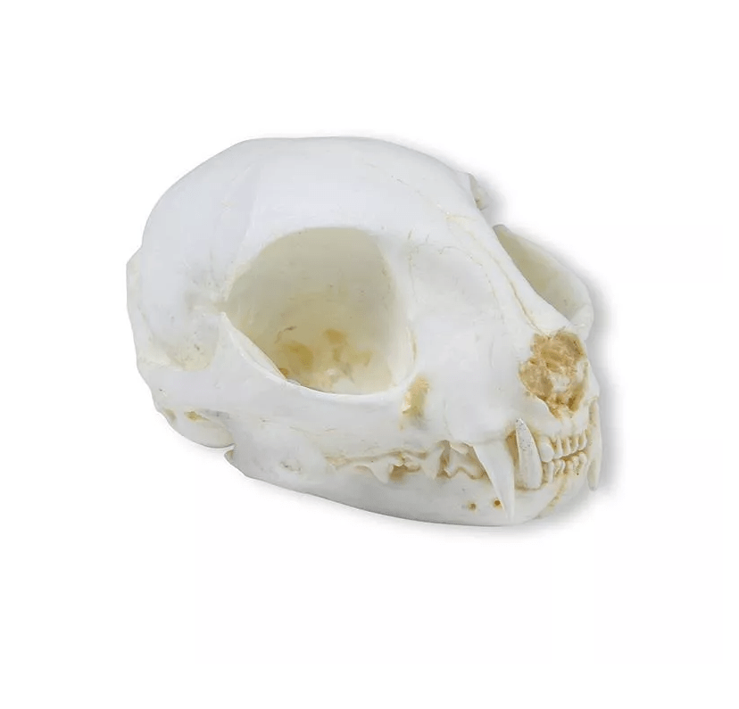 Schädel Wildkatze - Erler - Zimmer